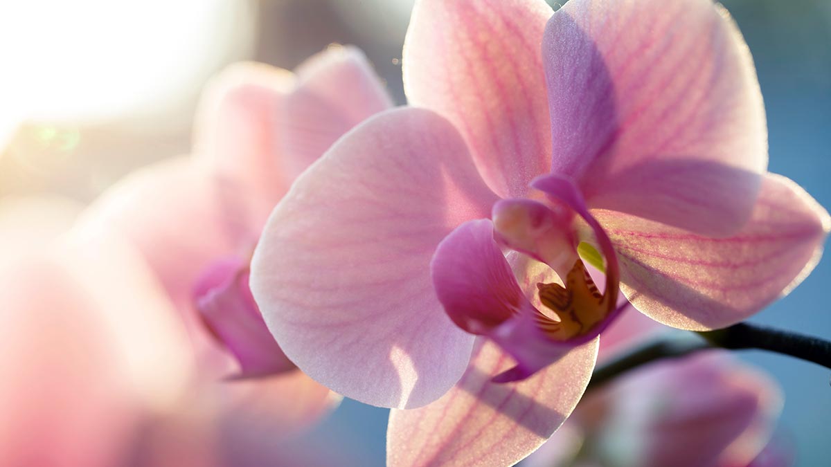 Orquídea floreciendo