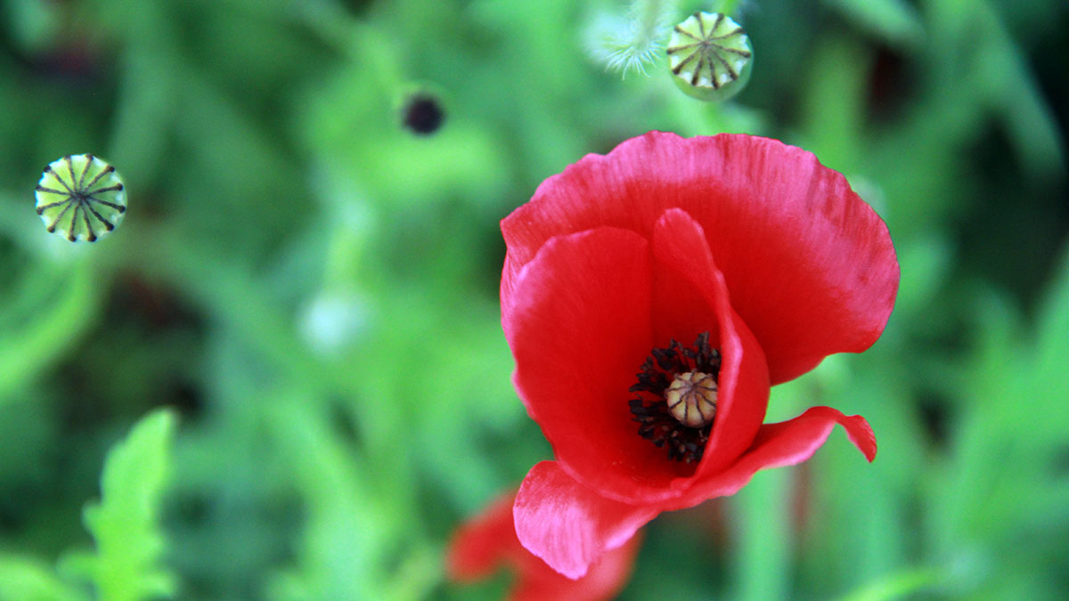 Planta de la amapola