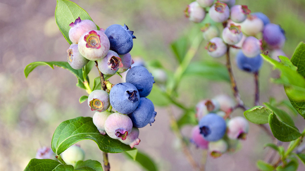 Planta arándanos