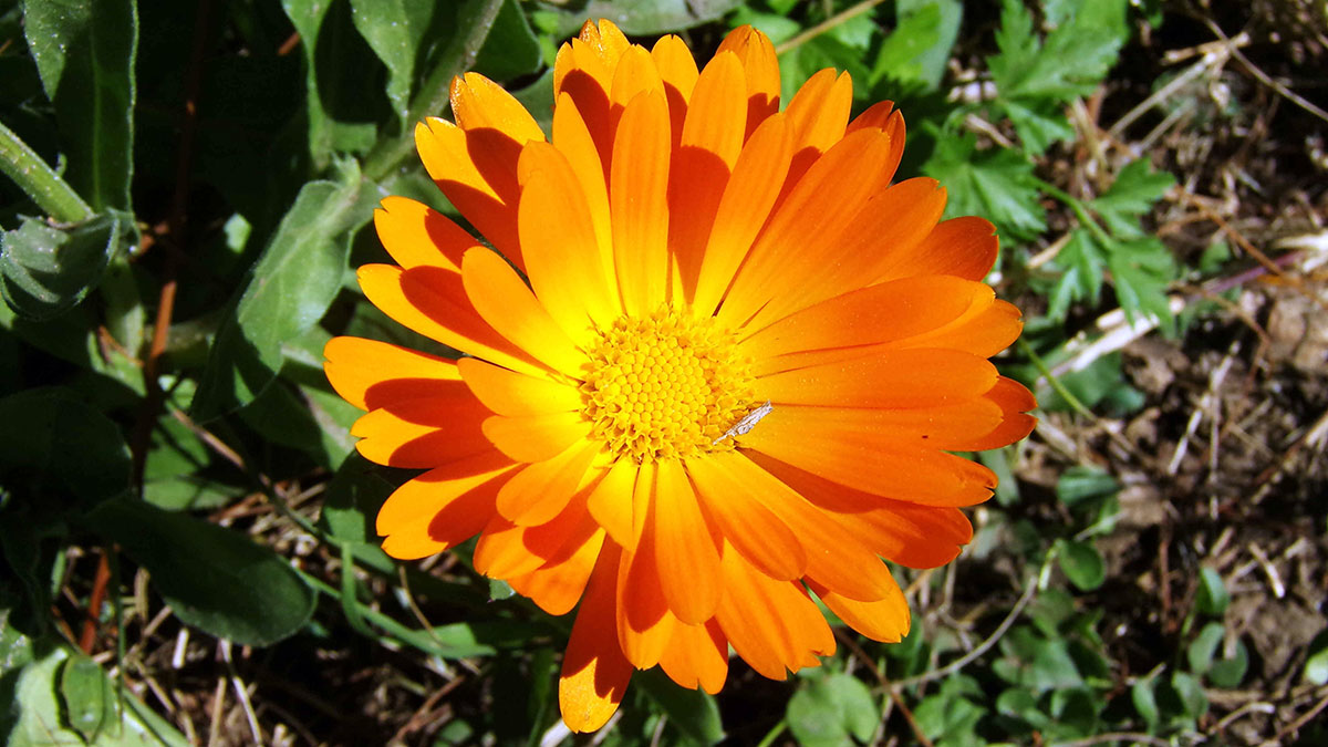 Planta de la caléndula