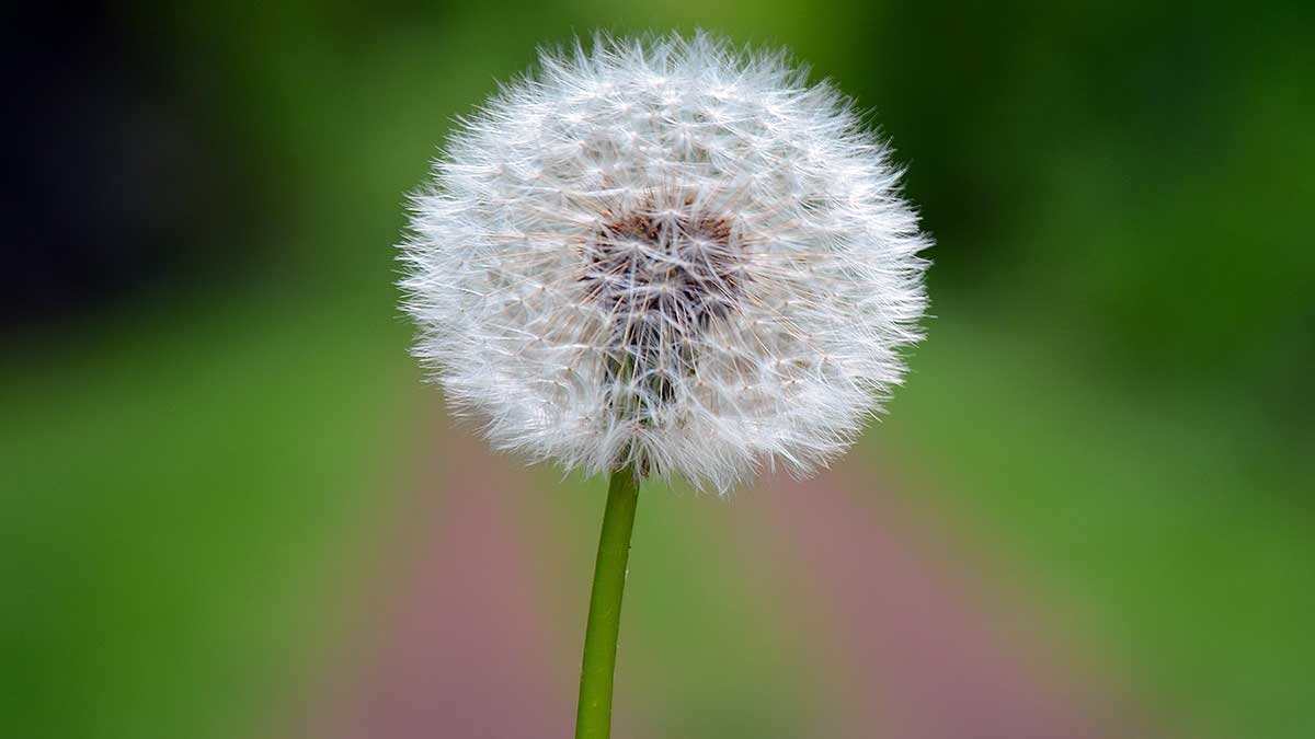 Planta diente de león