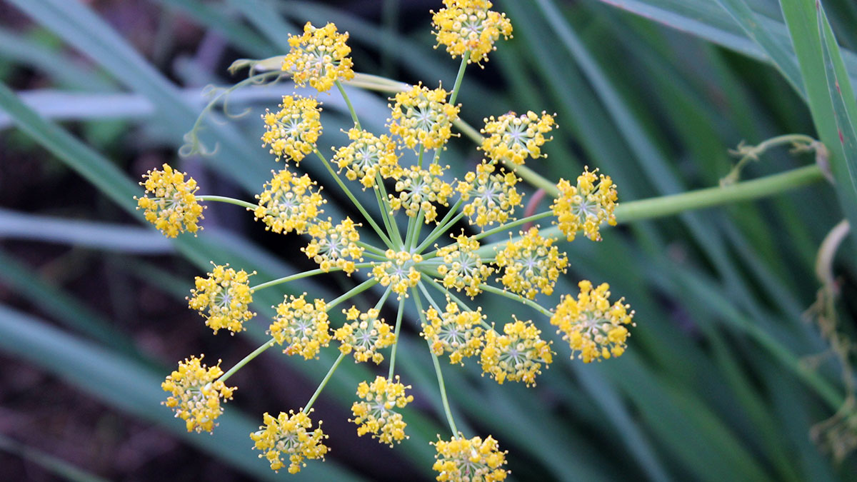 Planta del hinojo