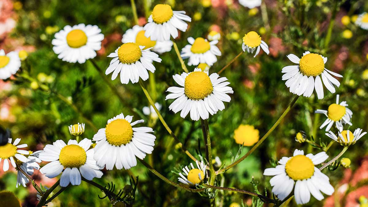 Planta de la margarita