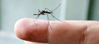 Qué hacer ante la picadura del mosquito tigre