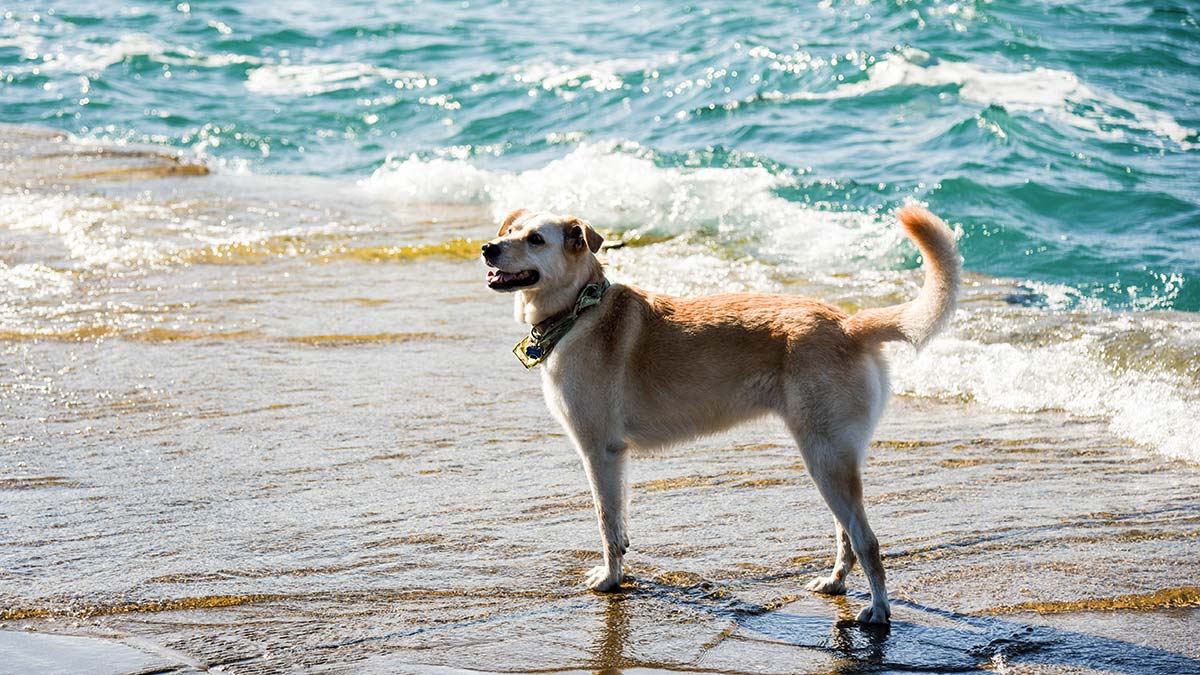 Perro disfrutando en la playa