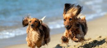 Las mejores playas para perros de España