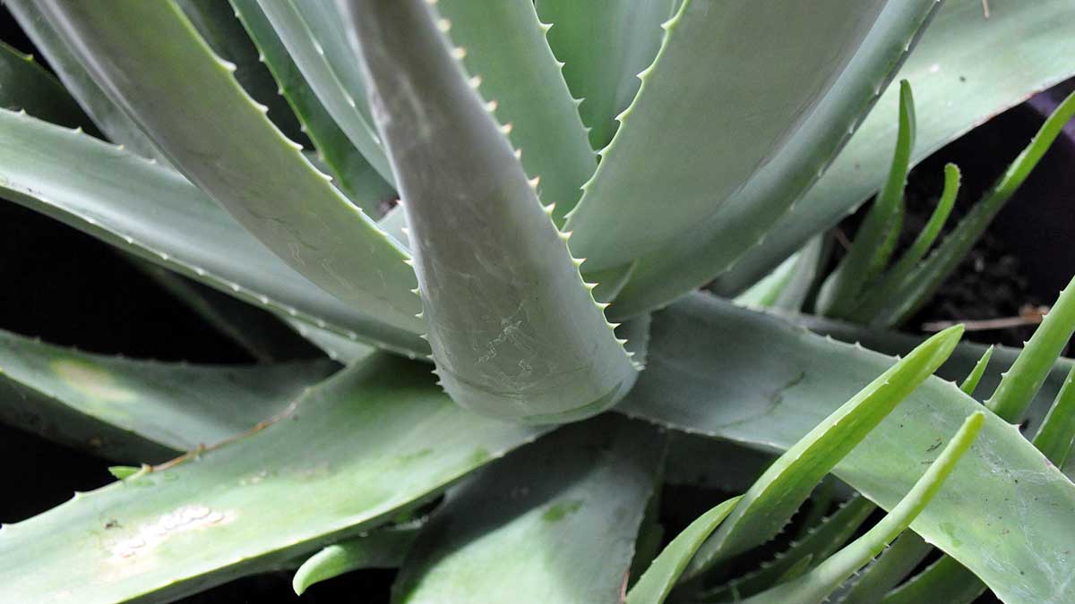 Planta del aloe vera