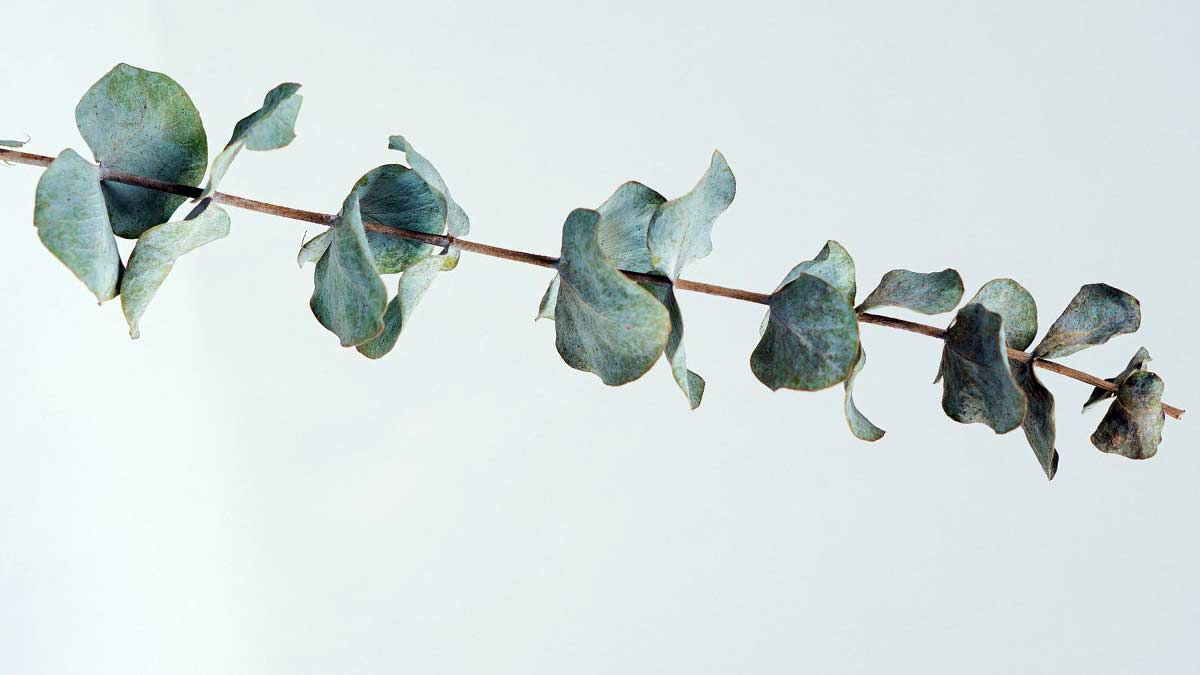 Planta del eucalipto