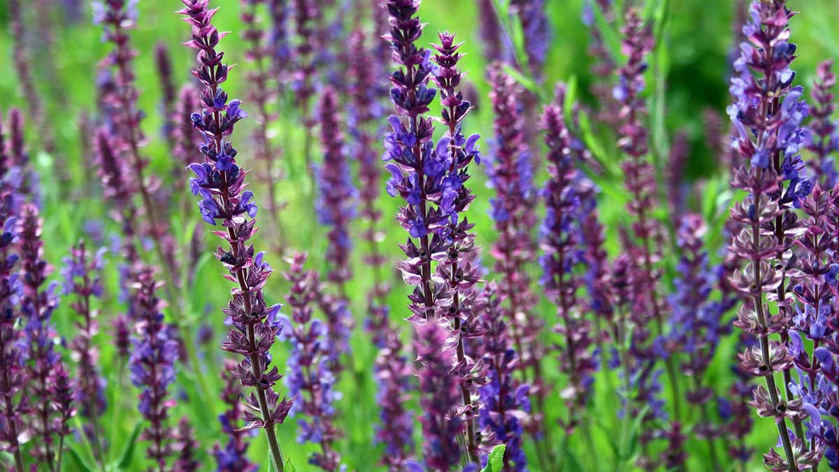 Planta de la lavanda