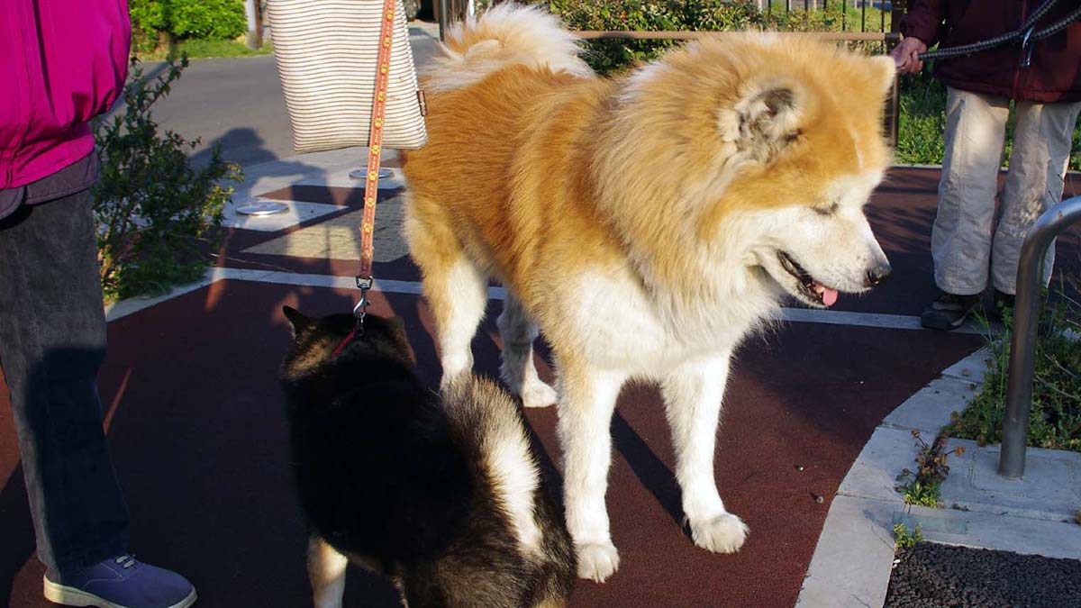 Akita Inu