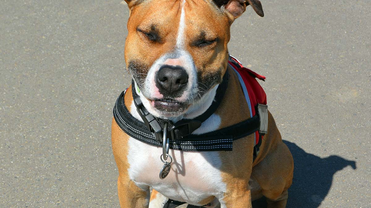 American Staffodshire Terrier