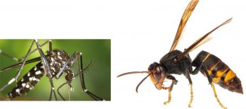 Un mosquito tigre, a la izquierda, y una avispa asiática, a la derecha.