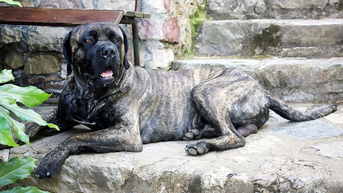 Fila Brasileiro