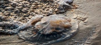 Qué hacer si hay medusas en la playa, consejos para que no te piquen