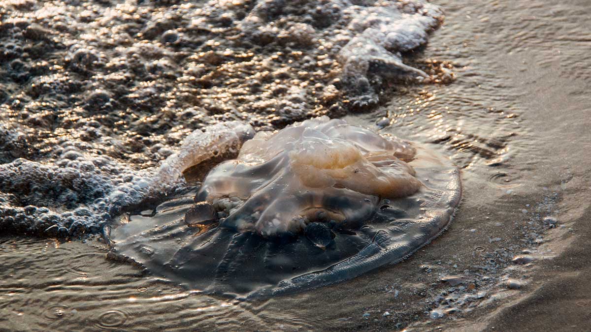 Qué hacer si hay medusas en la playa, consejos para que no te piquen