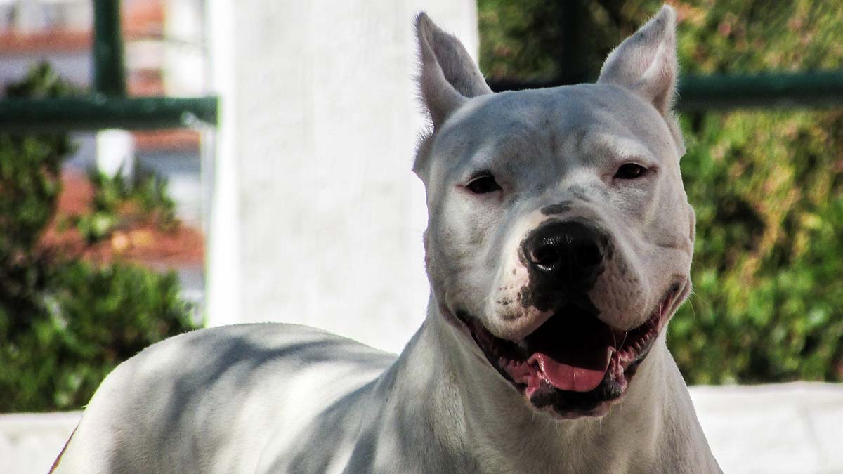 Dogo argentino
