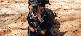 Estas son las razas de perros peligrosos catalogadas en España