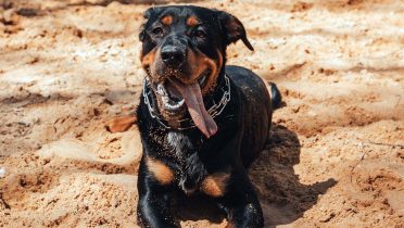 Estas son las razas de perros peligrosos catalogadas en España