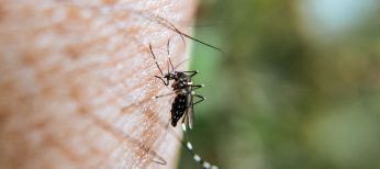 Las mejores trampas caseras para acabar con los mosquitos