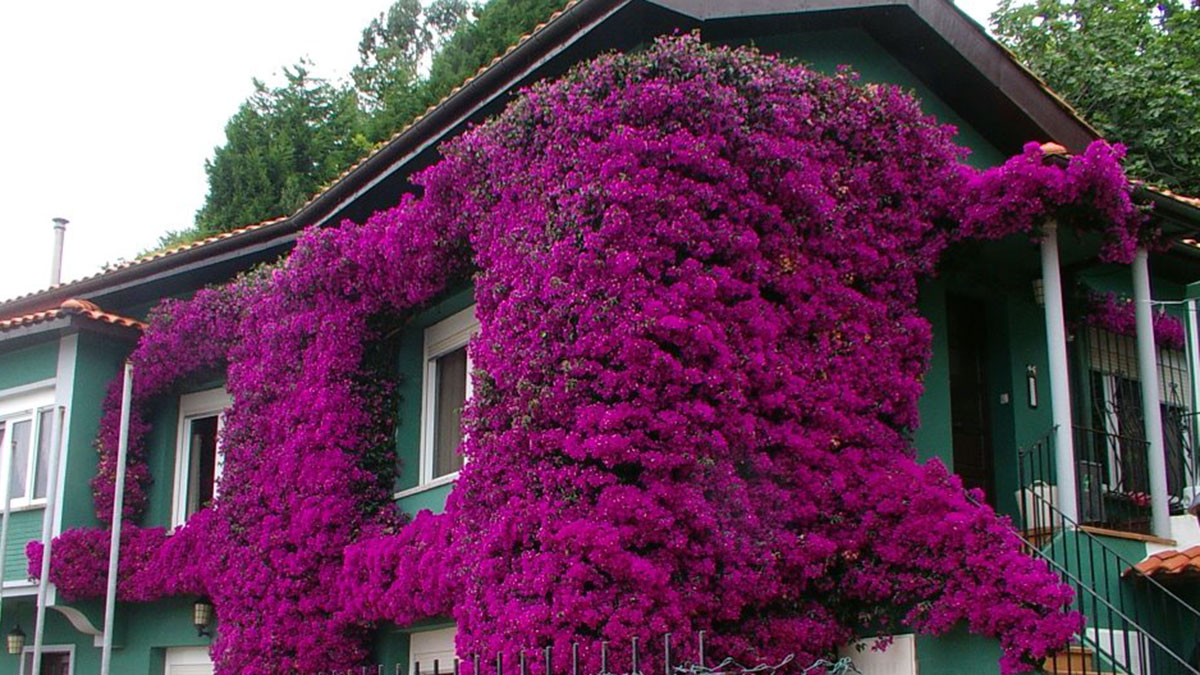 16 plantas trepadoras de exterior para decorar tu casa