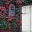 plantas trepadoras de exterior para decorar tu casa