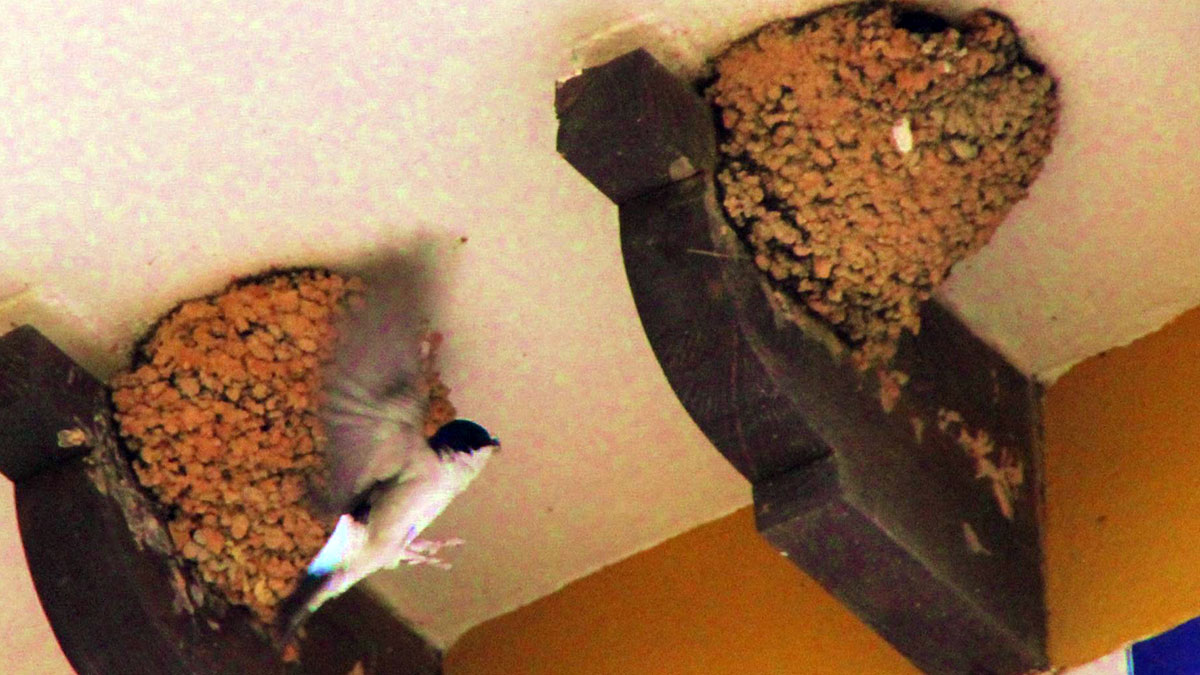 Nidos de golondrinas