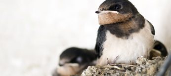 Las multas a partir de 5.000 euros que pueden ponerte por quitar nidos de golondrina