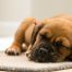 8 obligaciones de la nueva ley de animales para los dueños de perros y otras mascotas.