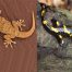 Qué hacer si ves una salamanquesa en casa y cuáles son las diferencias con la salamandra