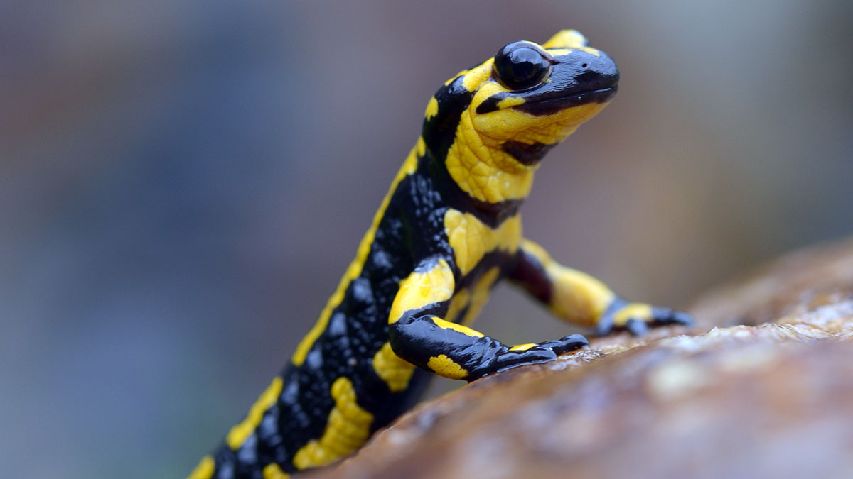 Salamandra