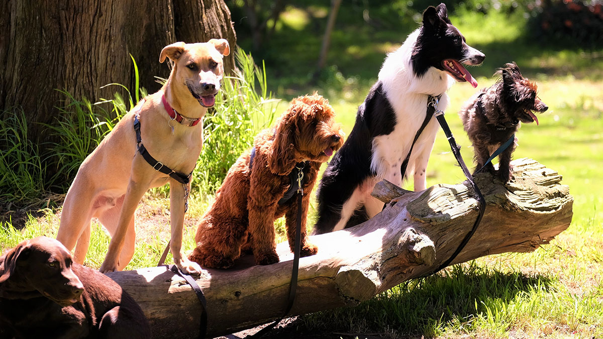 Wie lange lebt ein Hund?  Alter nach diesen 96 Rassen