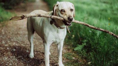 A los perros también les afecta el cambio de hora.