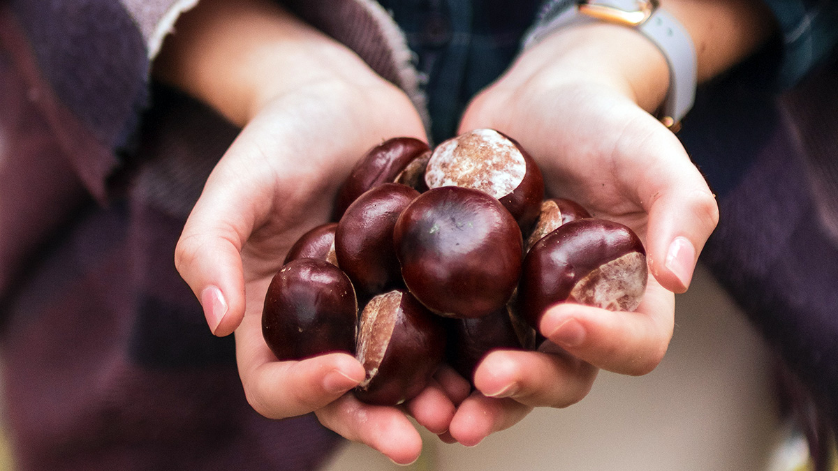 Recogida de castañas