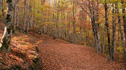 consejos para visitar el Hayedo de la Tejera Negra en otoño