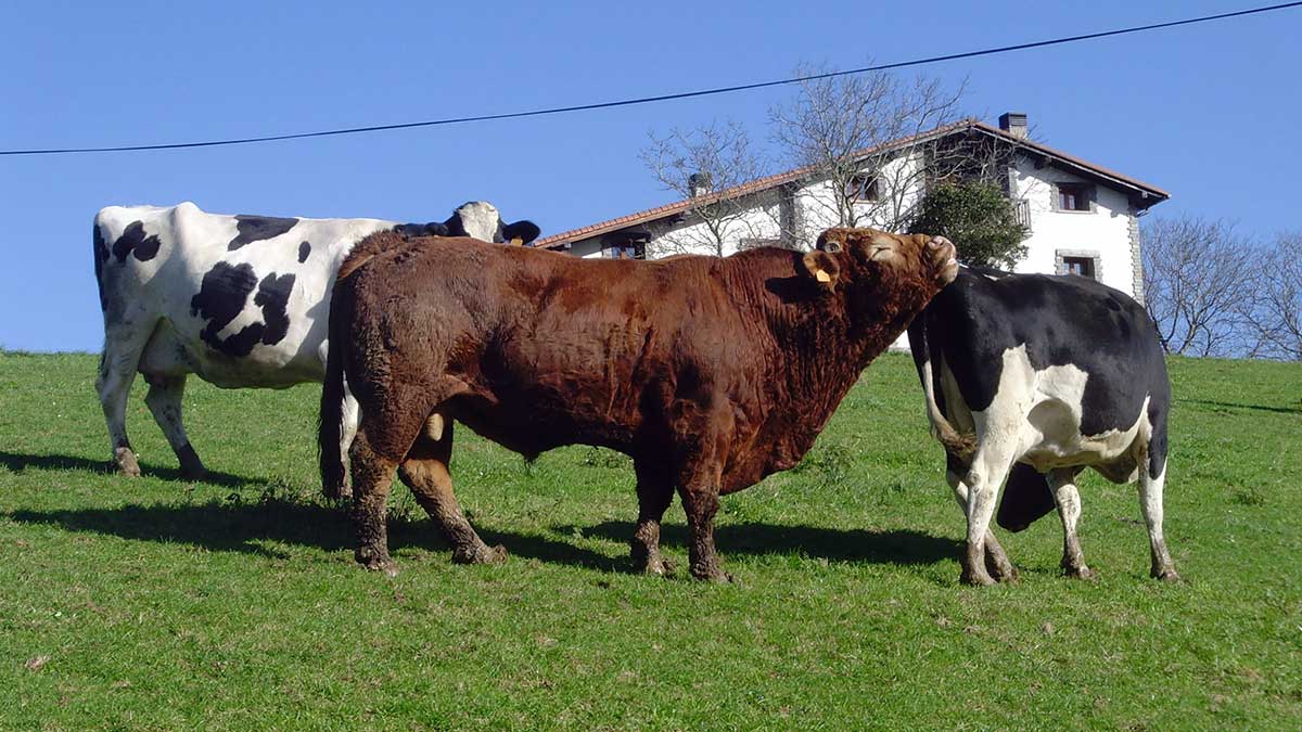 Vacas de Guipúzcoa
