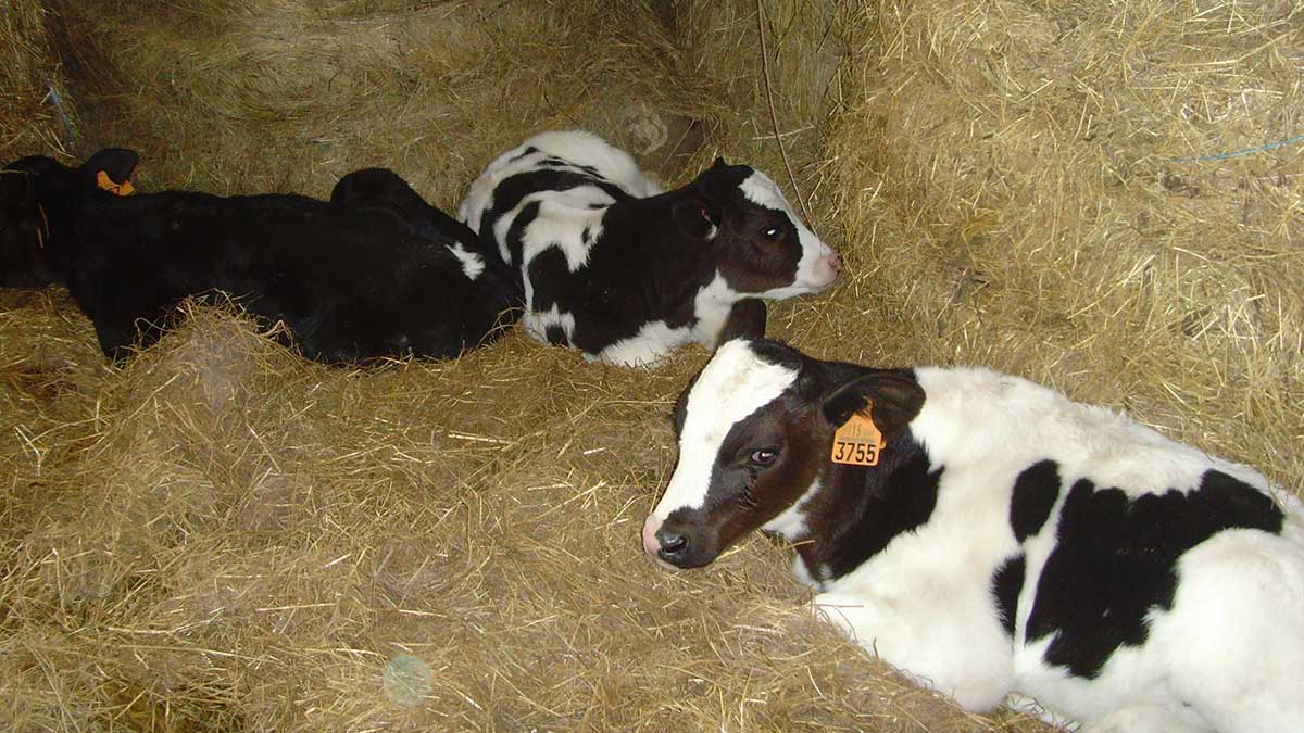 Vacas recién nacidas