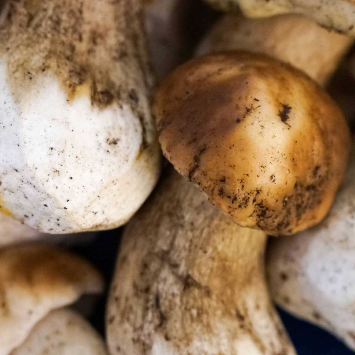 Boletus