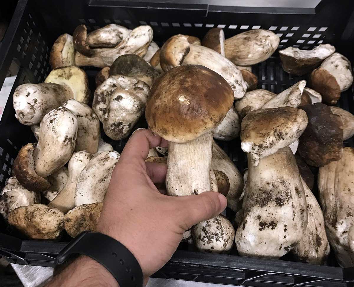 Boletus de temporada