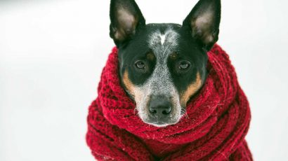 consejos para proteger a tu perro del frío