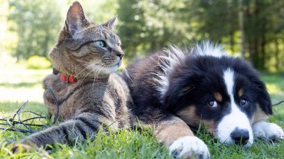 Cómo hacer que un perro y un gato se lleven bien