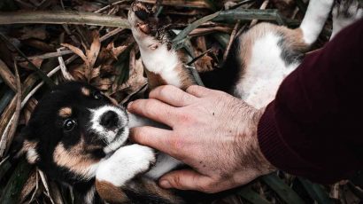 Cómo saber si estás preparado para tener un cachorro en casa