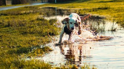 Cómo limpiar las patas del perro después de un paseo