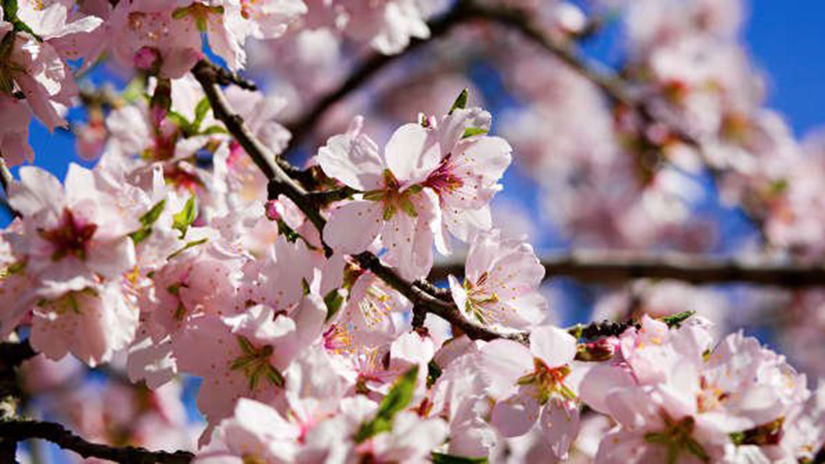 Floración del Almendro