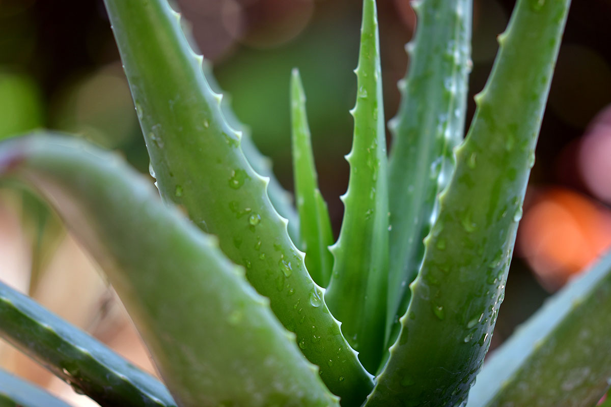Planta de aloe vera
