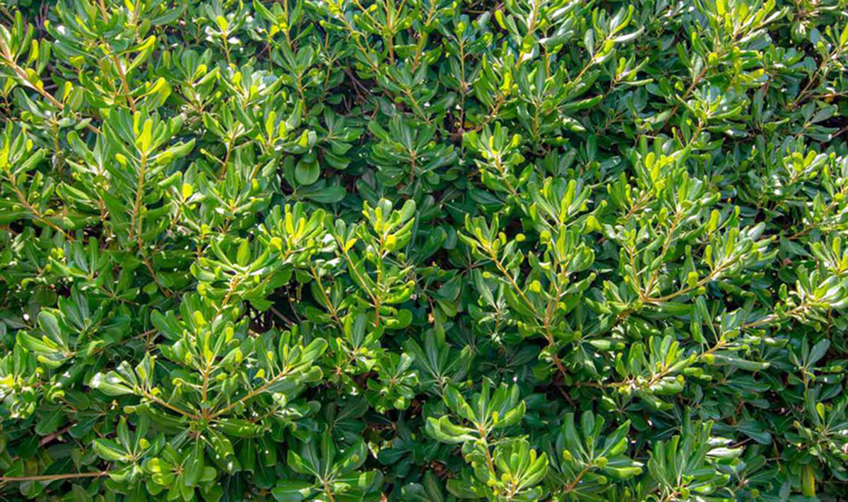 Planta Pittosporum