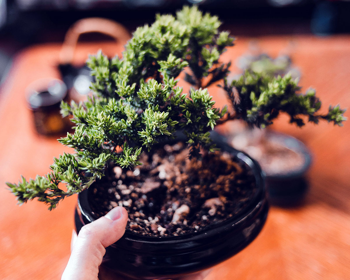 Bonsai Junípero
