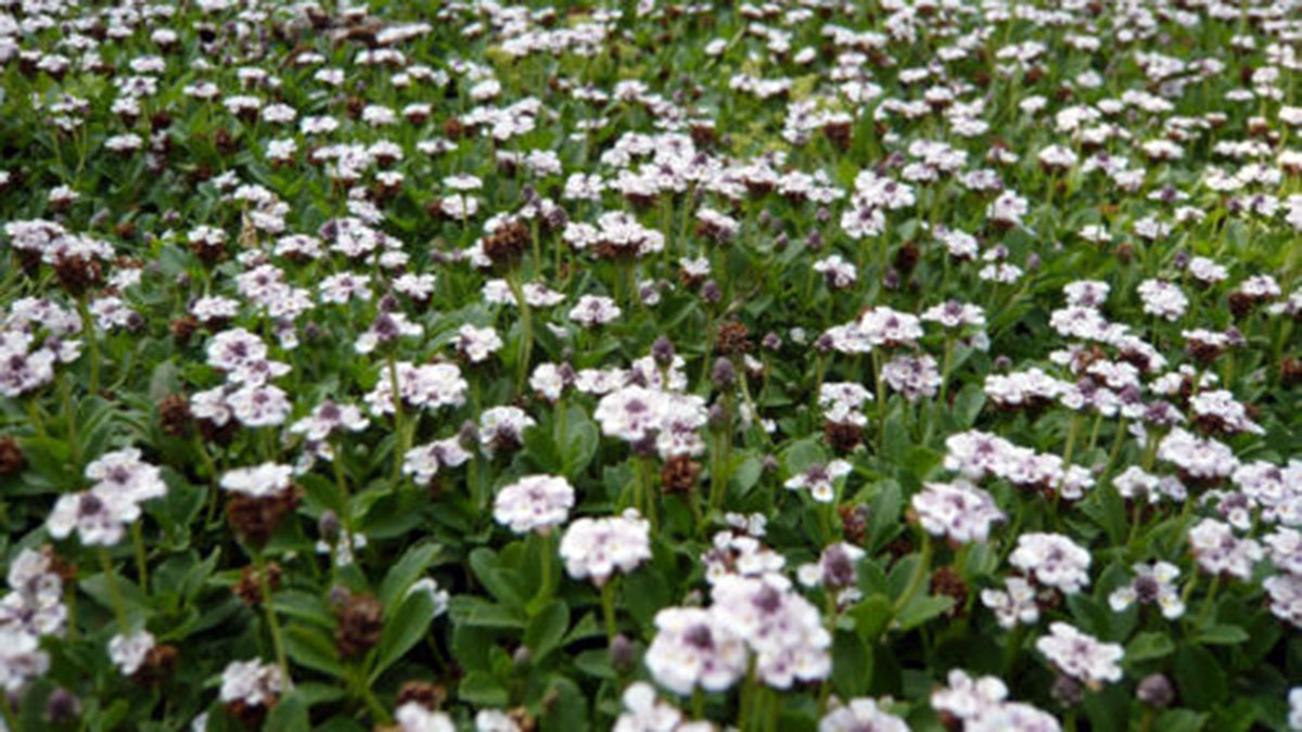plantas que necesitan poca agua