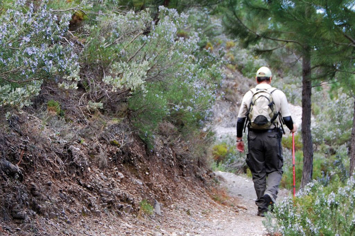 Camino del río verde