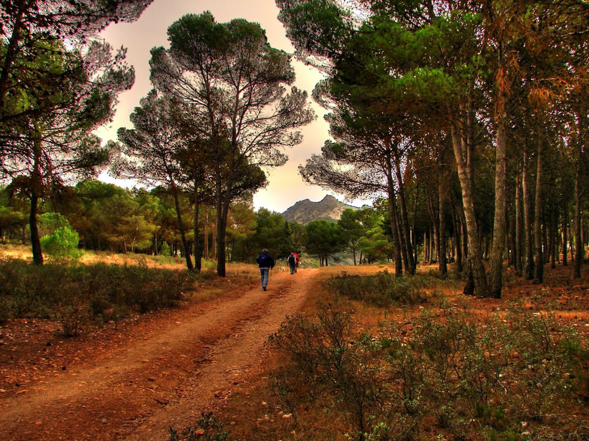 Zona de bosque de Padul