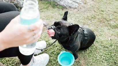 Cómo refrescar a un perro